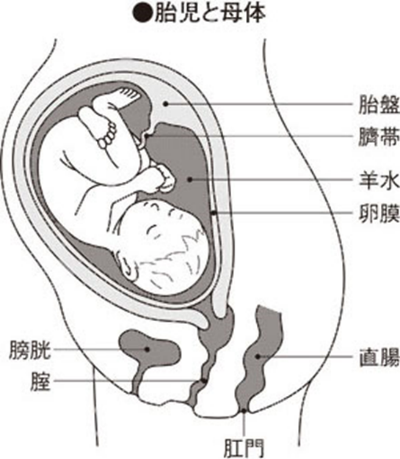 プラセンタとは